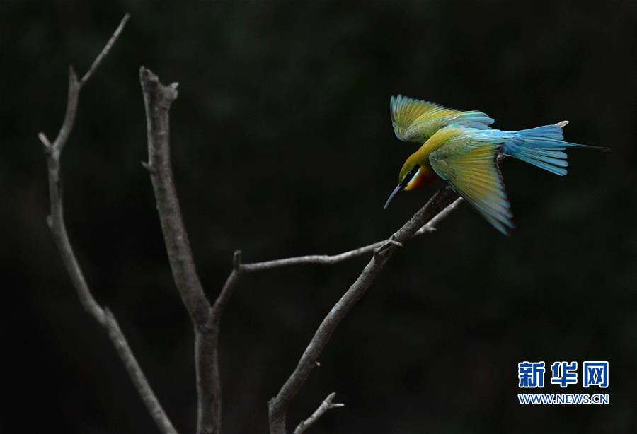 (美麗中國)(1)栗喉蜂虎廈門(mén)安“家”