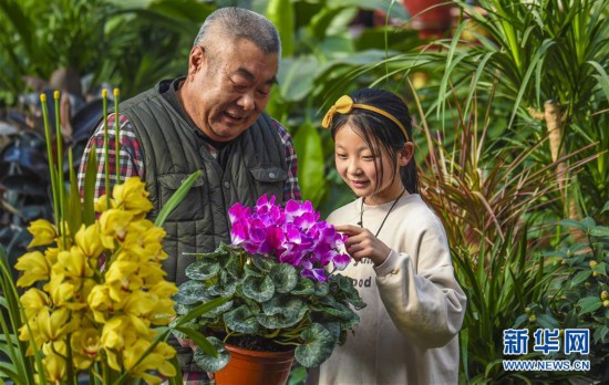 (新華視界)(1)河北故城:綠植走俏迎新年